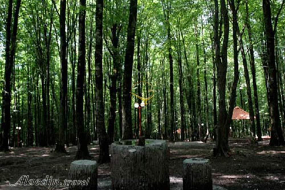 پارک جنگلی کردکوی گرگان | علاءالدین تراول