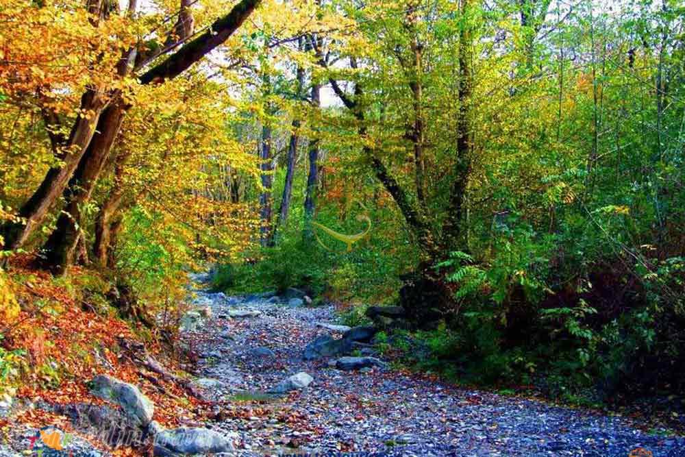 پارک جنگلی کردکوی گرگان | علاءالدین تراول