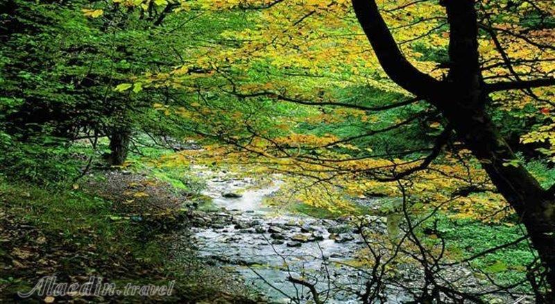 پارک جنگلی کردکوی گرگان | علاءالدین تراول