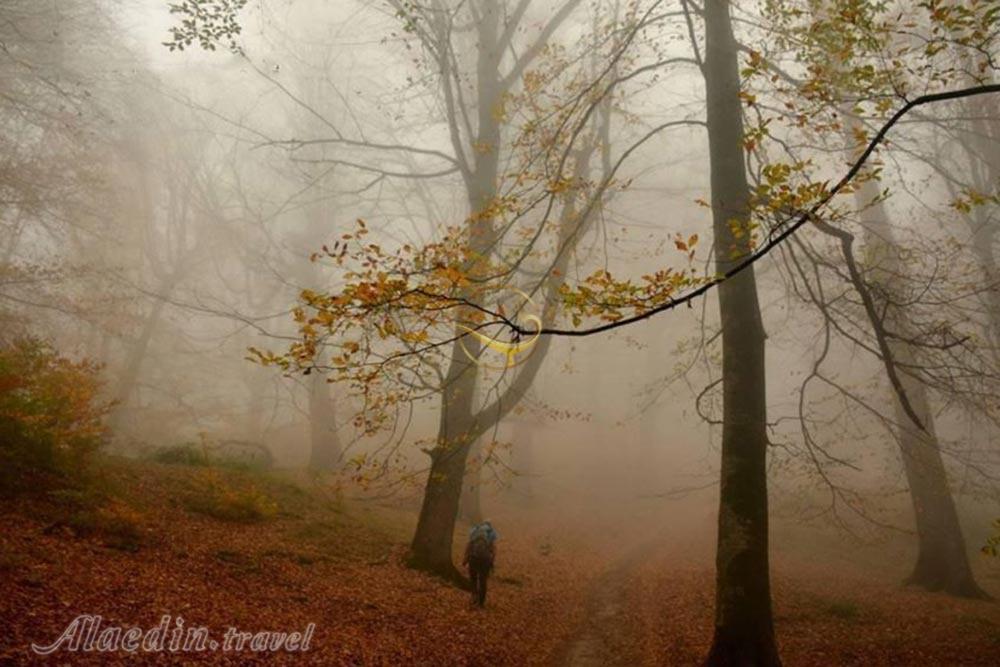 پارک جنگلی ناهارخوران گرگان | علاءالدین تراول