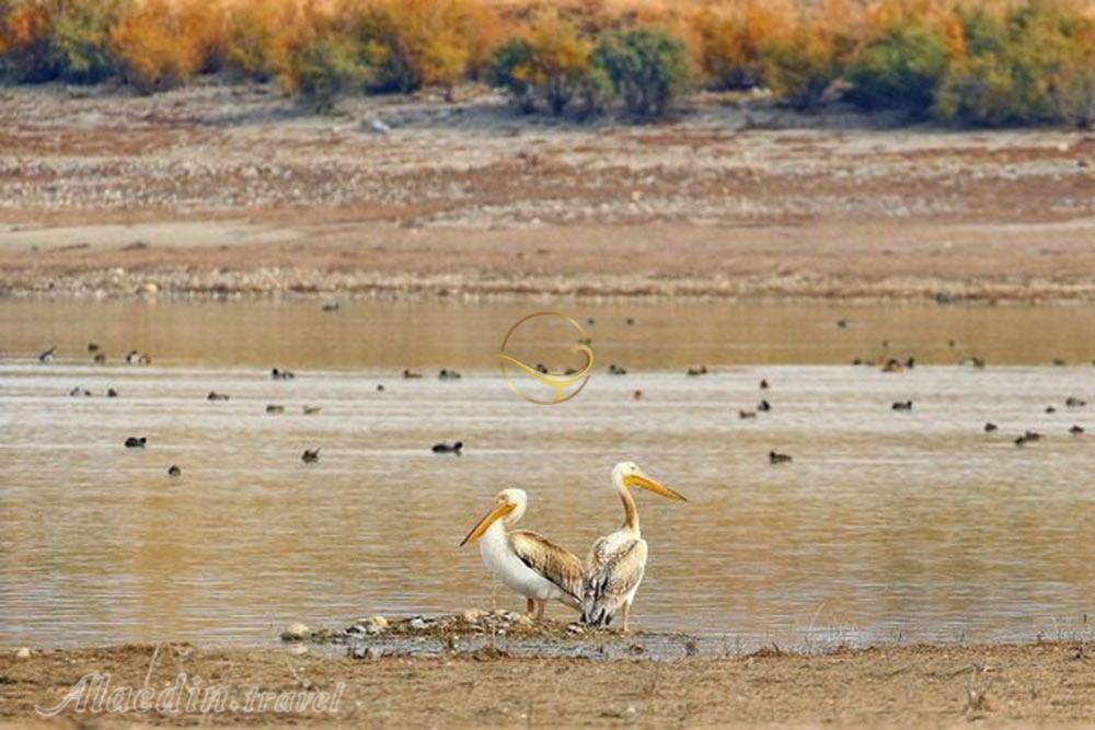 تالاب آبشینه همدان | علاءالدین تراول