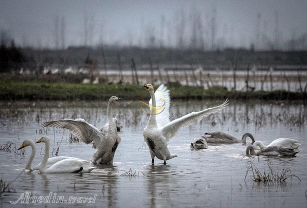 تالاب آبشینه همدان | علاءالدین تراول