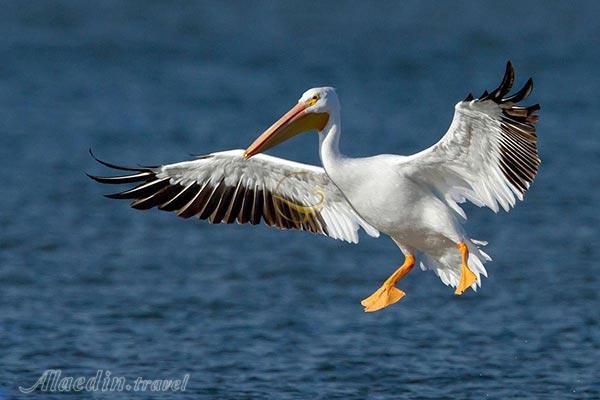 تالاب آبشینه در همدان