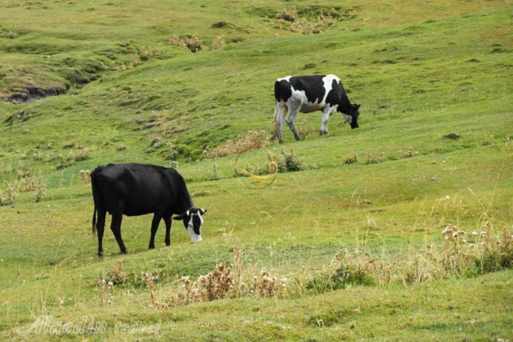 کوه الوند همدان | علاءالدین تراول