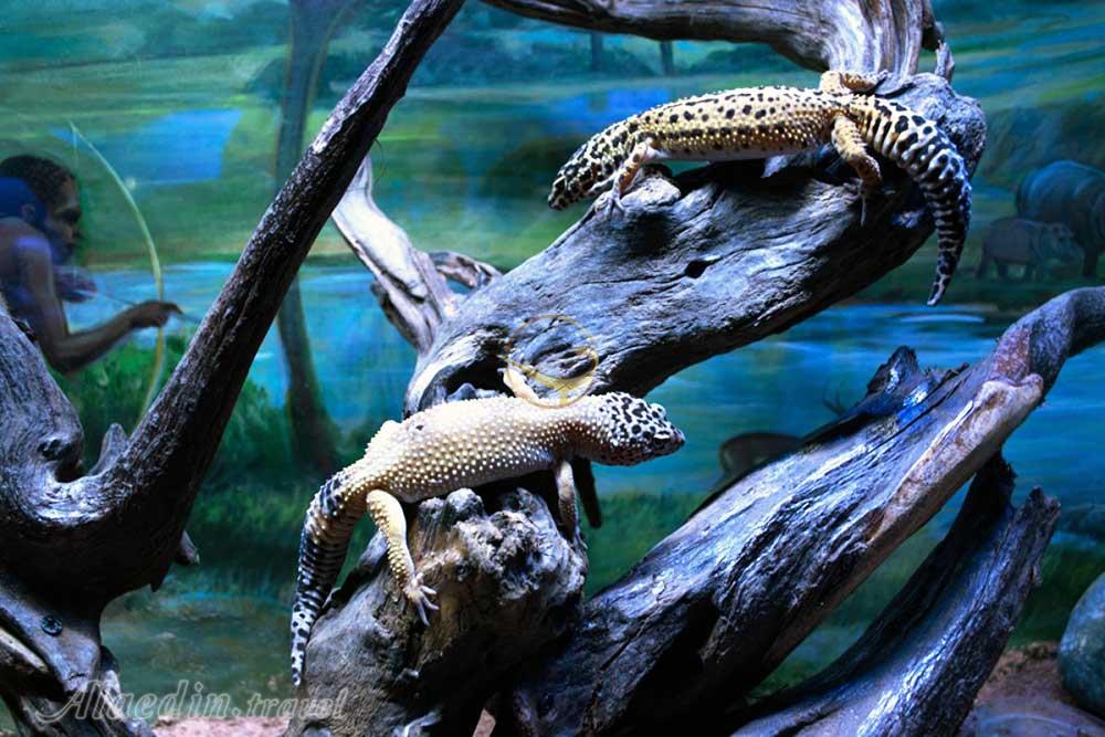 غار آکواریوم گنجنامه همدان | علاءالدین تراول