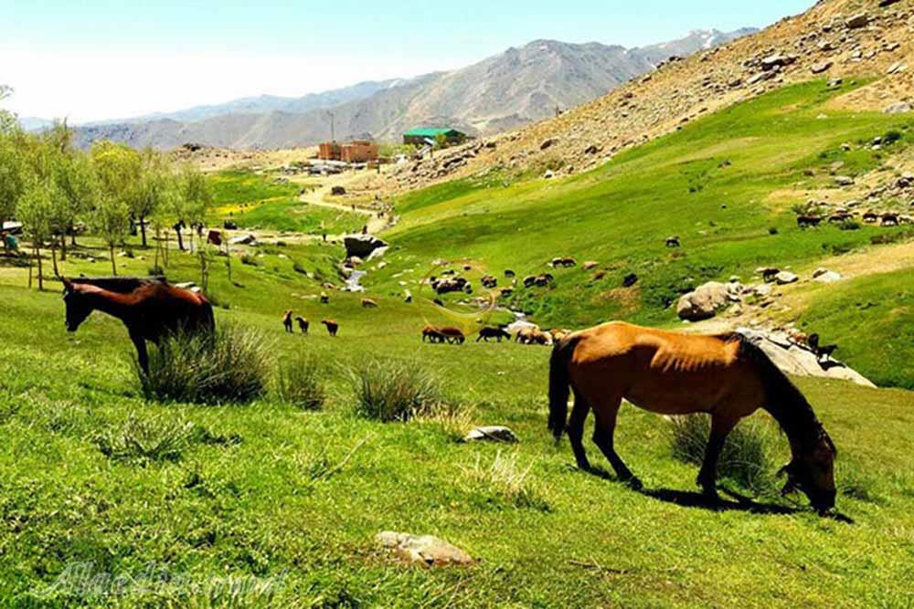 دشت میشان همدان | علاءالدین تراول