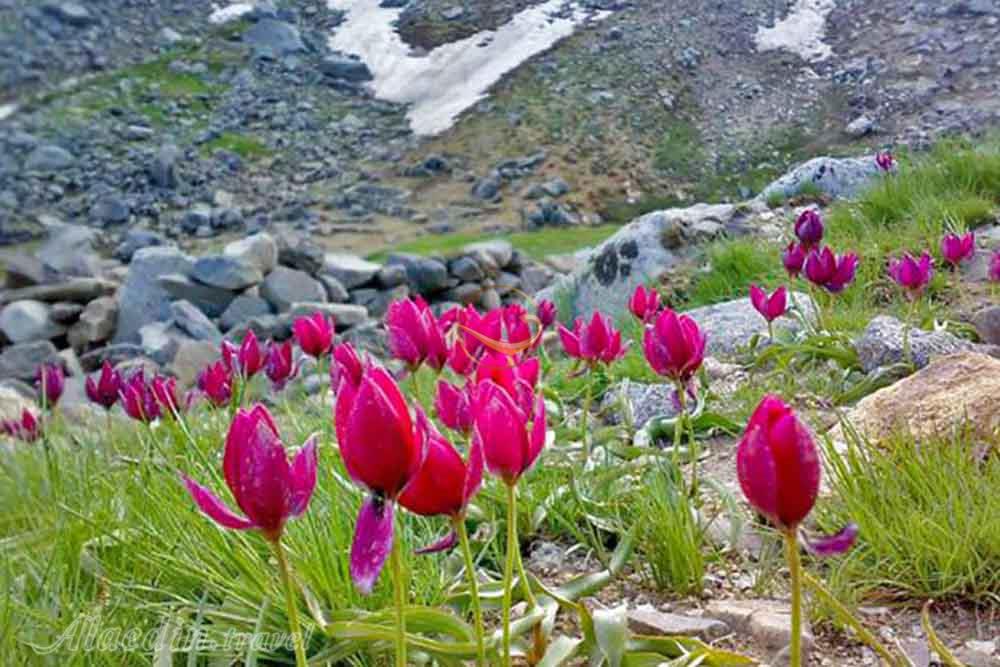 دشت گنج نامه همدان | علاءالدین تراول