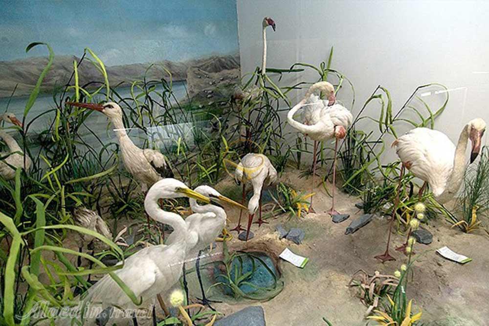 موزه تاریخ طبیعی در همدان | علاءالدین تراول