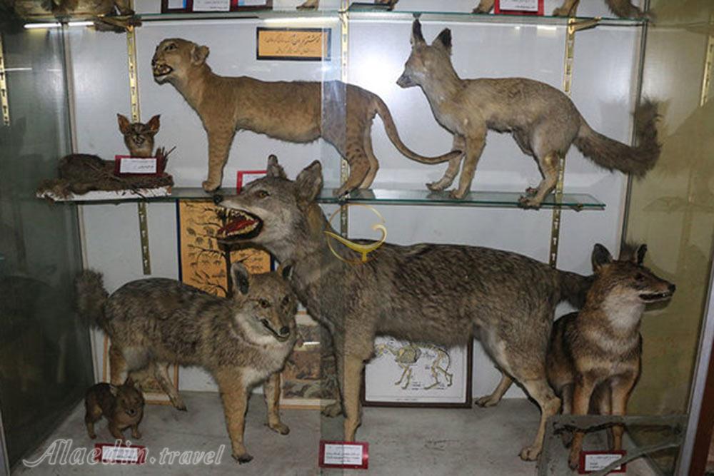 موزه تاریخ طبیعی در همدان | علاءالدین تراول