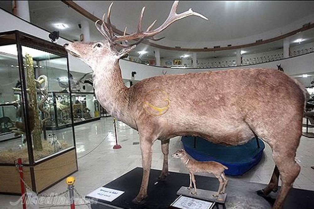 موزه تاریخ طبیعی در همدان | علاءالدین تراول