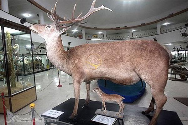 موزه تاریخ طبیعی در همدان