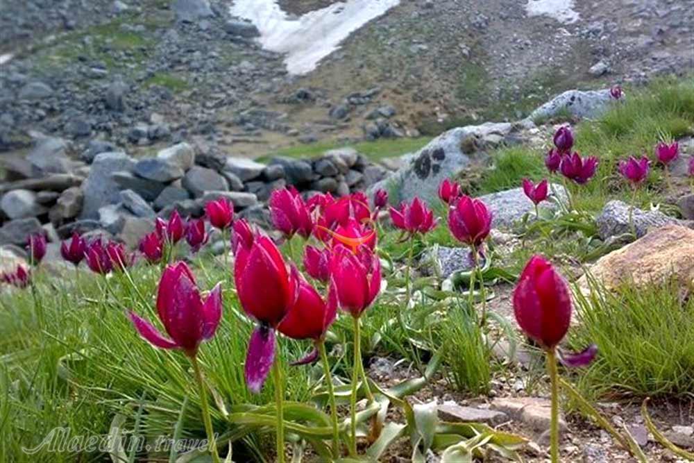 دشت تخت نادر همدان | علاءالدین تراول