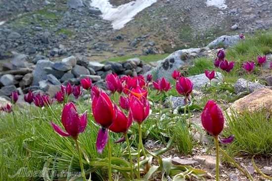 دشت تخت نادر در همدان