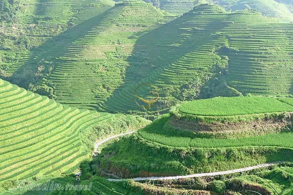 شالیزارهای پلکانی بانائو در ایفوگائو | علاءالدین تراول