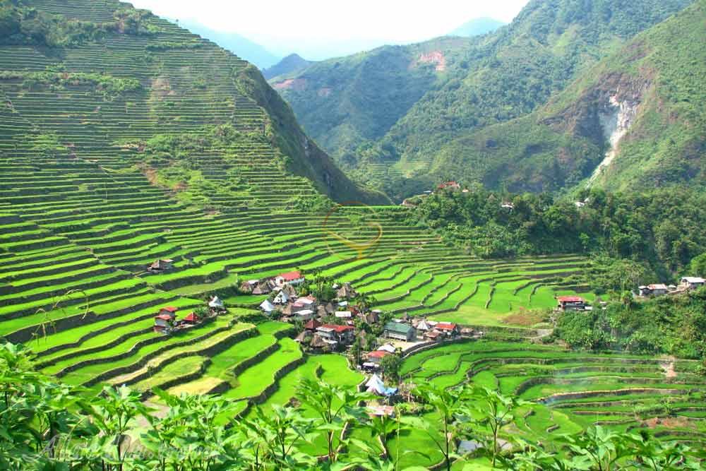 شالیزارهای پلکانی بانائو در ایفوگائو | علاءالدین تراول