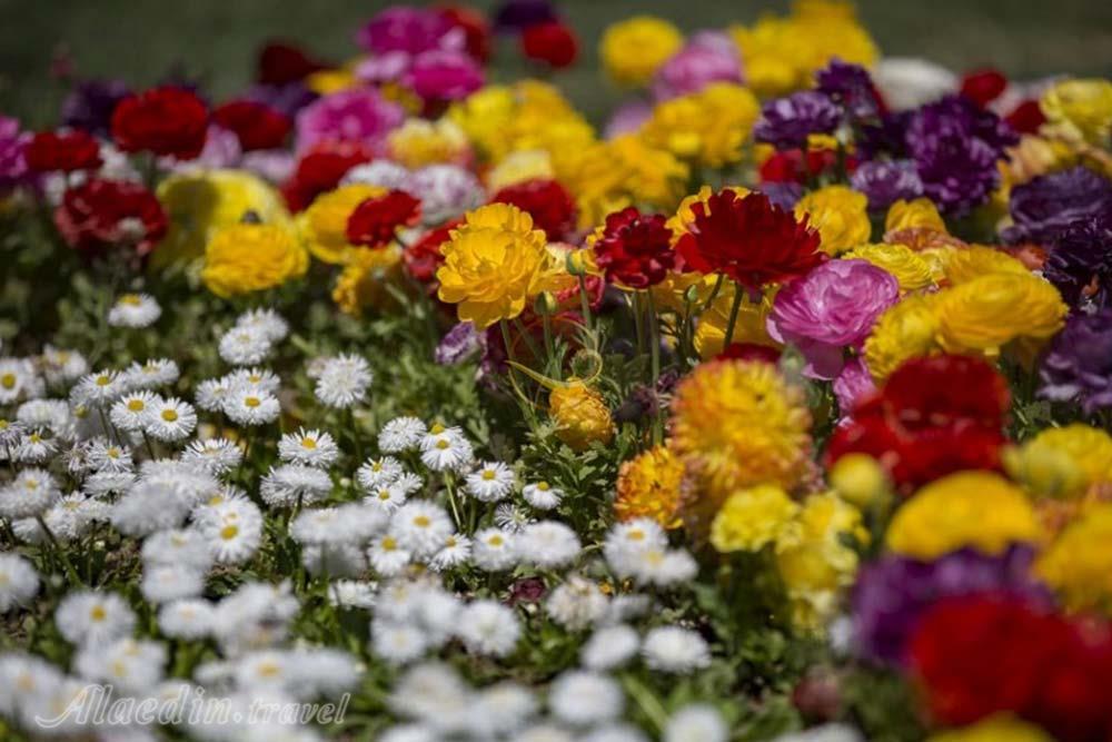 باغ گلهای اصفهان | علاءالدین تراول