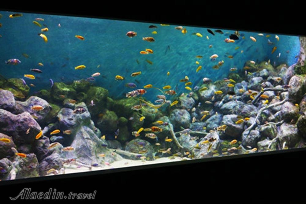 آکواریوم اصفهان | علاءالدین تراول