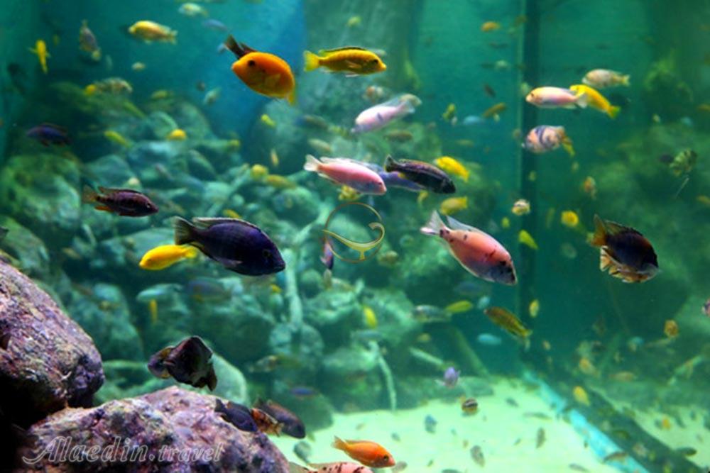آکواریوم اصفهان | علاءالدین تراول