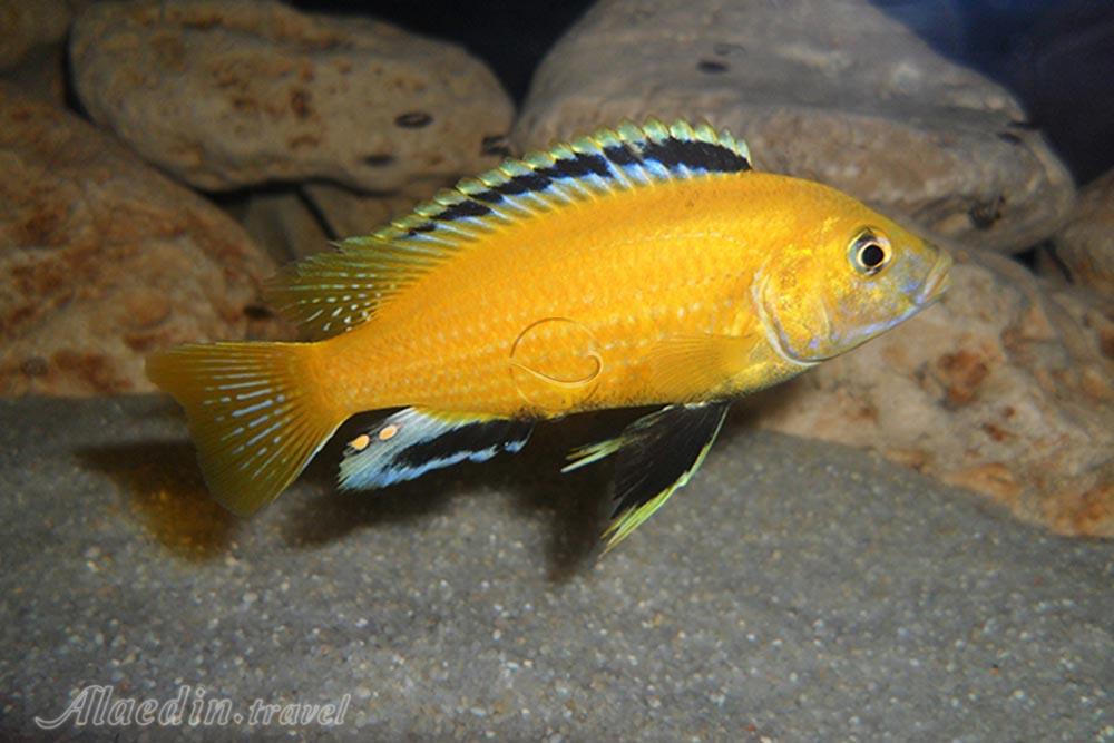 آکواریوم اصفهان | علاءالدین تراول