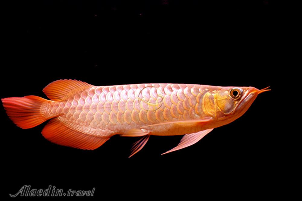 آکواریوم اصفهان | علاءالدین تراول