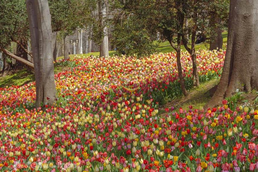 پارک گلخانه استانبول | علاالدین تراول