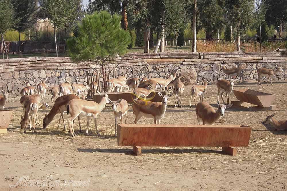 پارک حیات وحش ازمیر در ترکیه | علاءالدین تراول