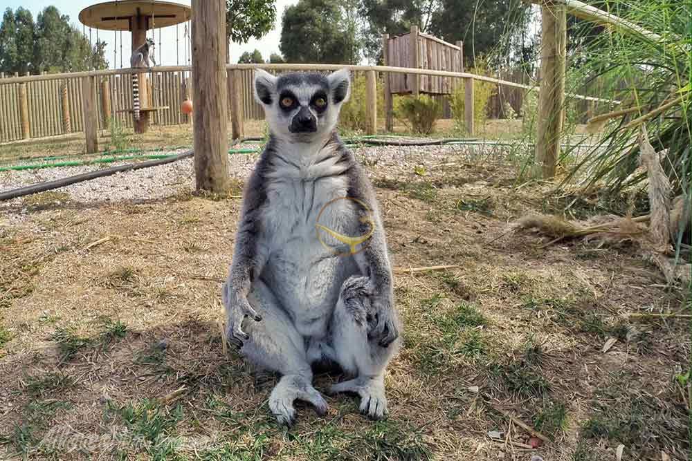 پارک حیات وحش ازمیر در ترکیه | علاءالدین تراول