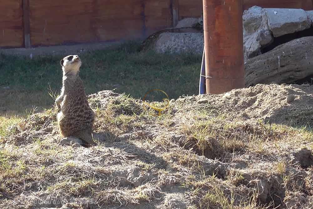 پارک حیات وحش ازمیر در ترکیه | علاءالدین تراول