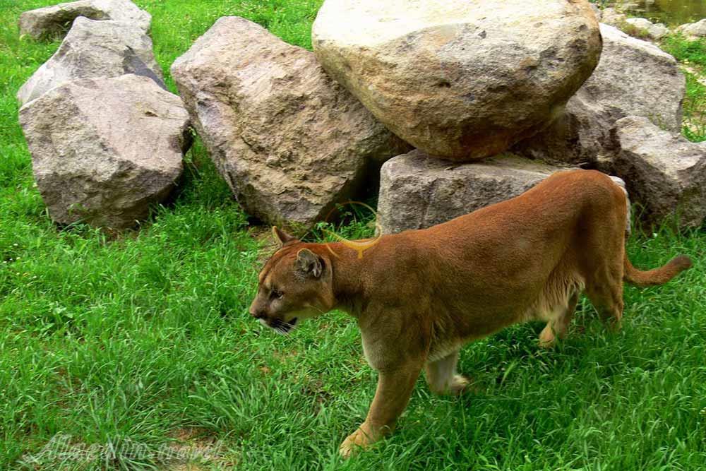 پارک حیات وحش ازمیر در ترکیه | علاءالدین تراول