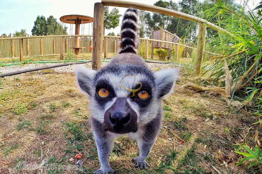 پارک حیات وحش ازمیر در ترکیه | علاءالدین تراول