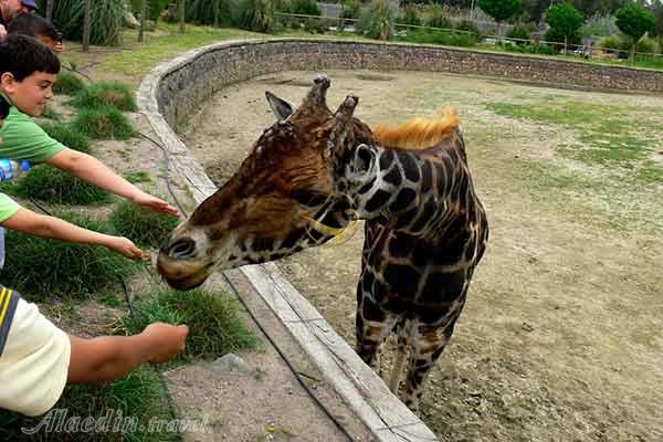 پارک حیات وحش ازمیر در ترکیه (پارک دوغال یاشام)