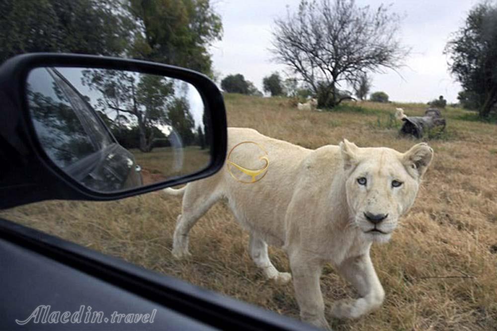 پارک شیرها ژوهانسبورگ | علاءالدین تراول