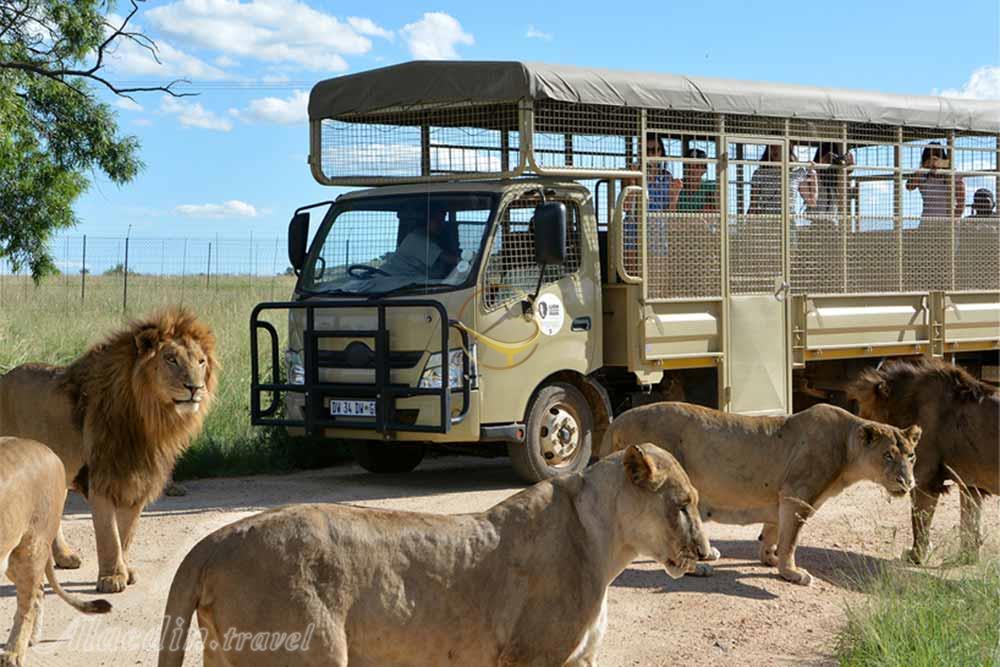 پارک شیرها ژوهانسبورگ | علاءالدین تراول