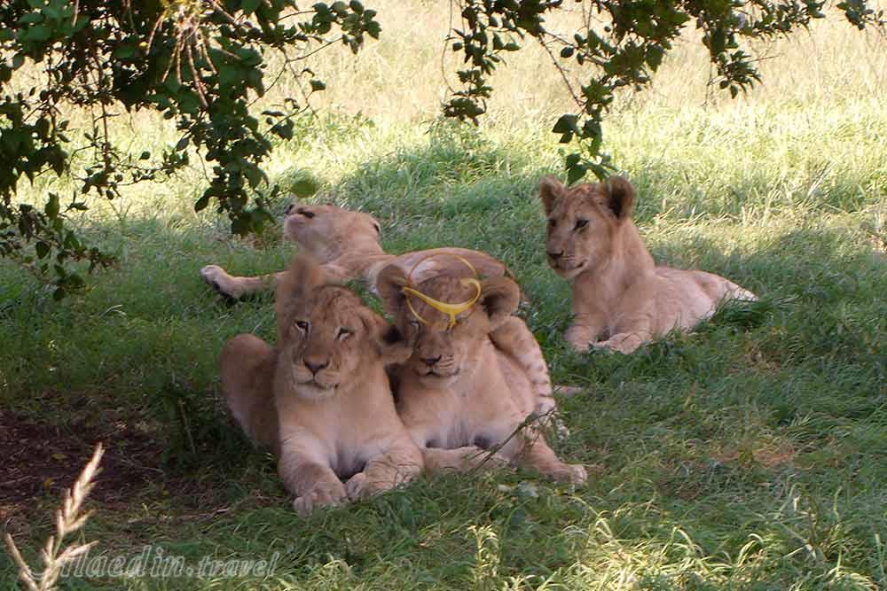 پارک شیرها ژوهانسبورگ | علاءالدین تراول