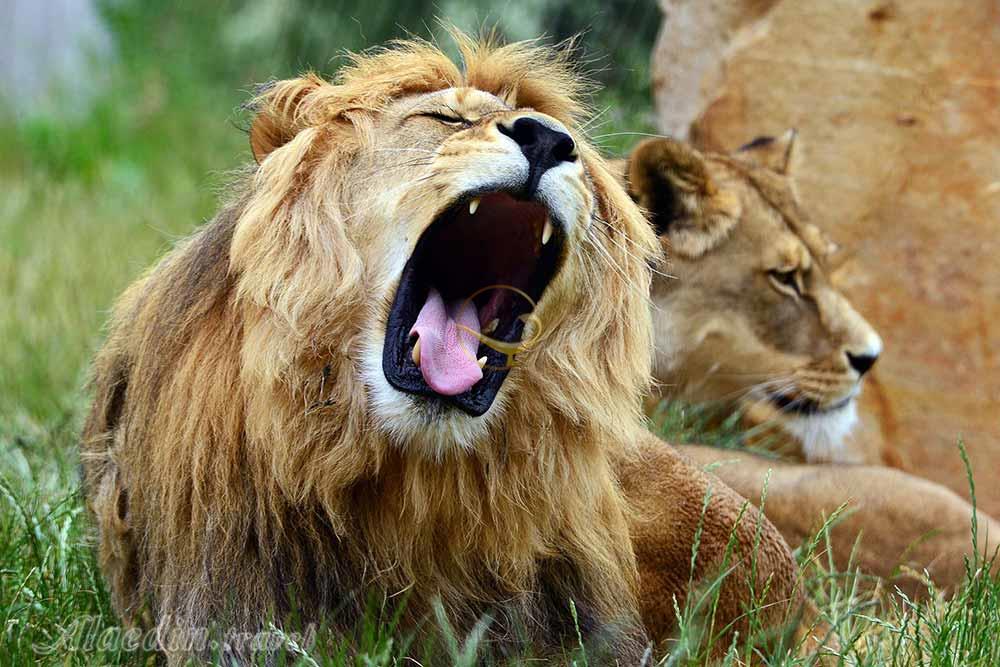 پارک شیرها ژوهانسبورگ | علاءالدین تراول