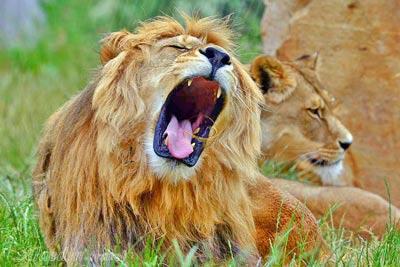 پارک شیرها ژوهانسبورگ - آفریقای جنوبی