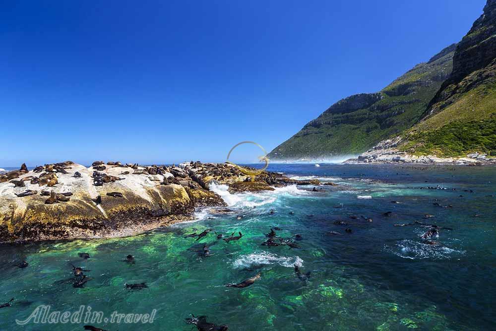 جزیره فک های دریایی کیپ تاون | علاءالدین تراول