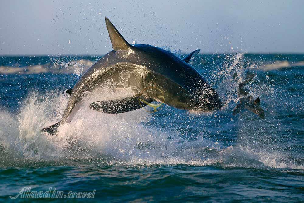 جزیره فک های دریایی کیپ تاون | علاءالدین تراول