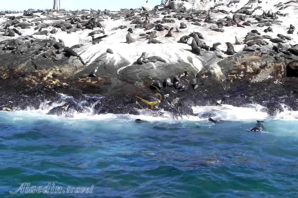 جزیره فک های دریایی کیپ تاون | علاءالدین تراول