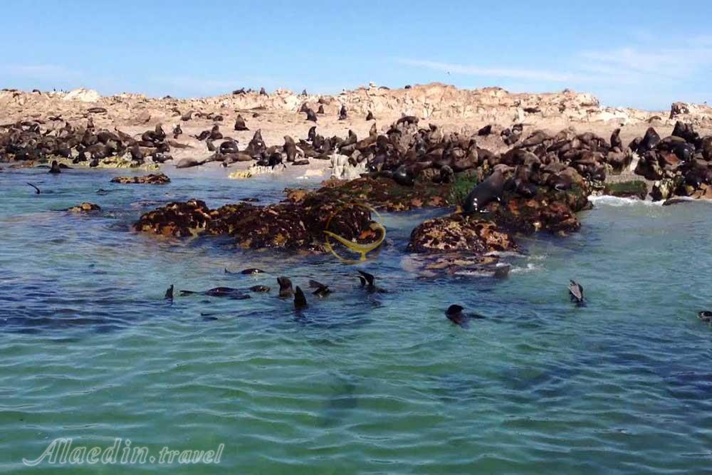 جزیره فک های دریایی کیپ تاون | علاءالدین تراول