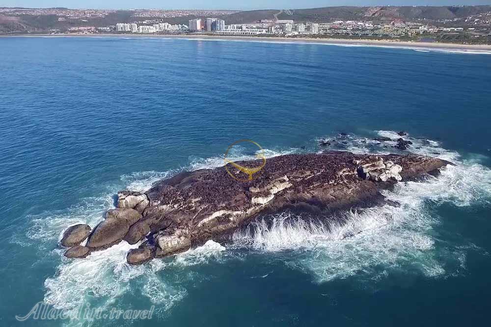 جزیره فک های دریایی کیپ تاون | علاءالدین تراول