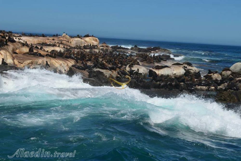 جزیره فک های دریایی کیپ تاون | علاءالدین تراول