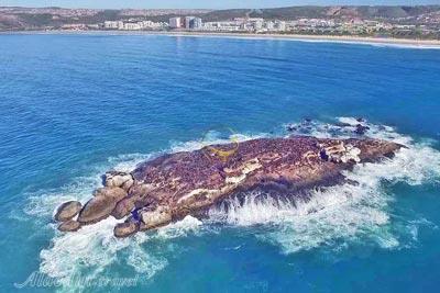 جزیره فک های دریایی کیپ تاون - آفریقای جنوبی