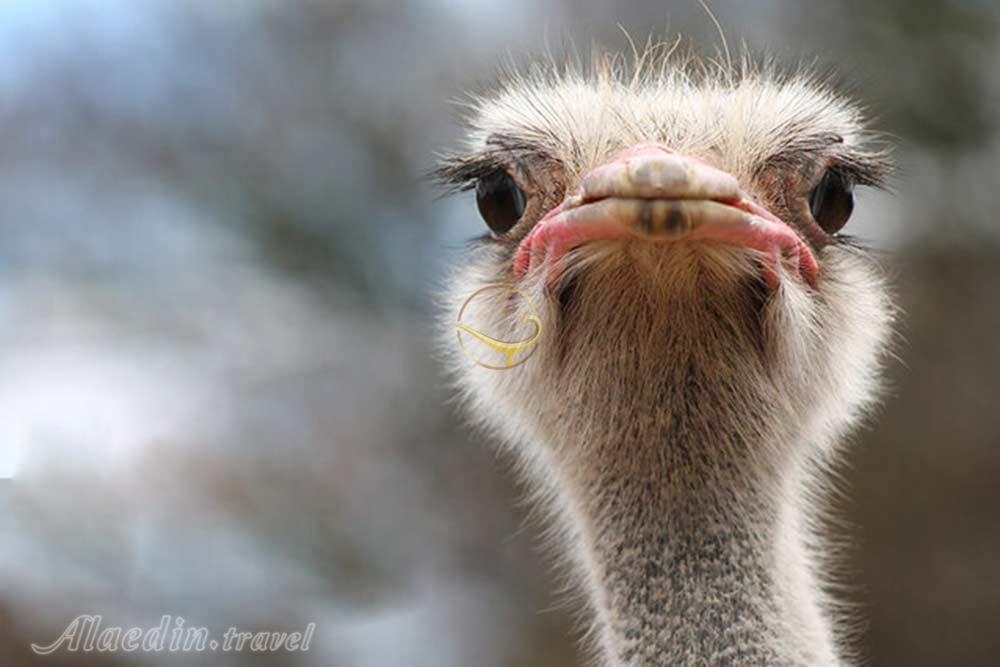 مزرعه شترمرغ دسارو در جوهور - مالزی | علاءالدین تراول