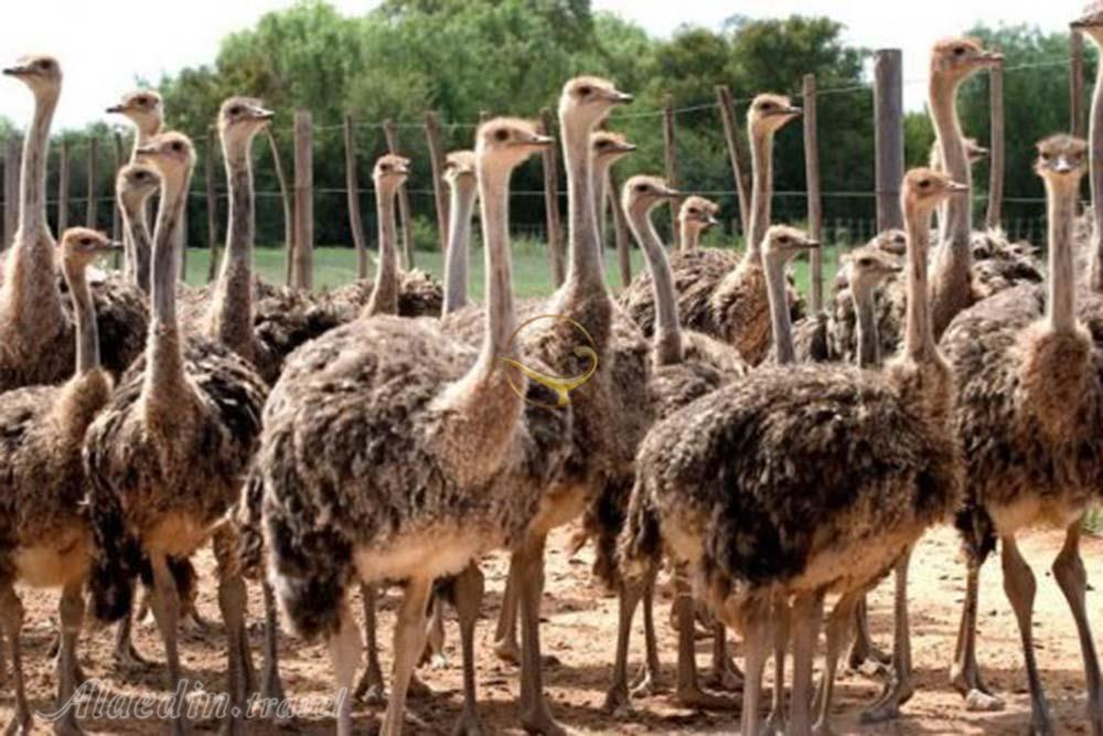 مزرعه شترمرغ دسارو در جوهور - مالزی | علاءالدین تراول