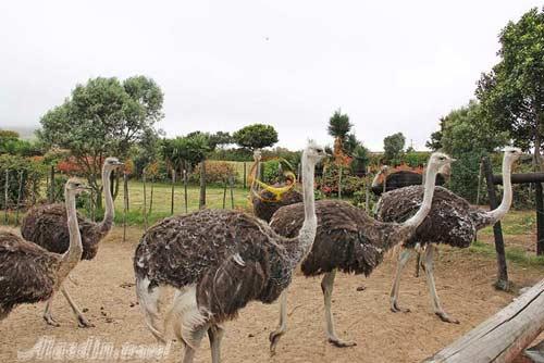 مزرعه شترمرغ دسارو در جوهور - مالزی
