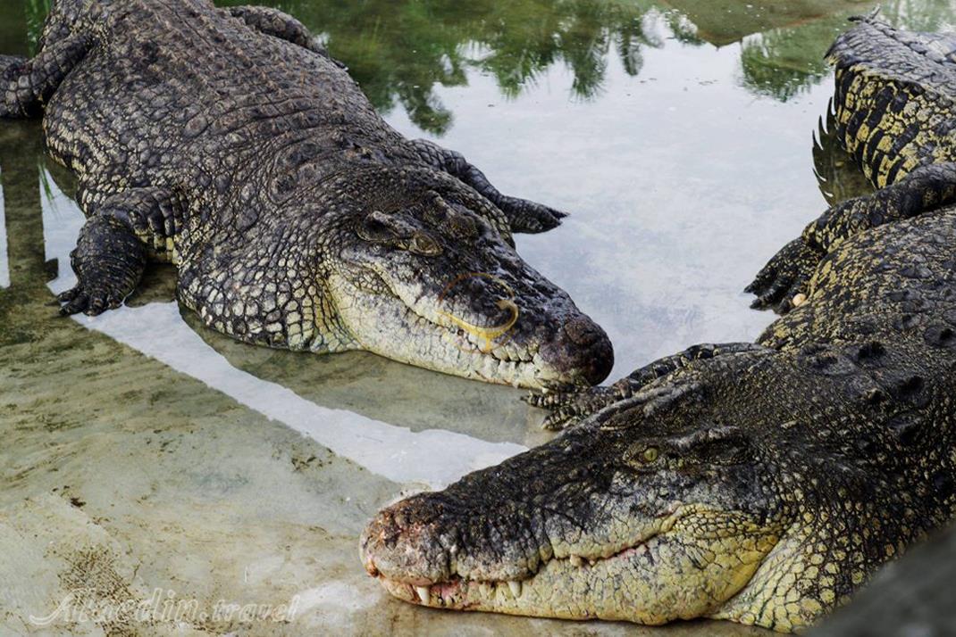 مزرعه کوروکودیل دسارو در جوهور-مالزی | علاءالدین تراول