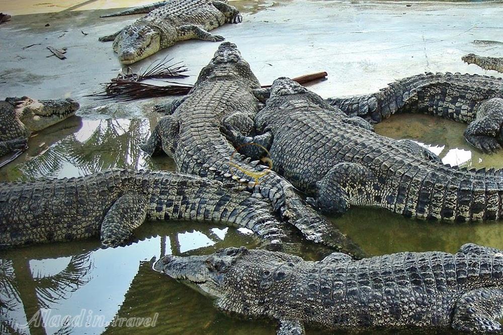 مزرعه کوروکودیل دسارو در جوهور-مالزی | علاءالدین تراول