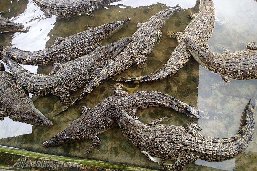 مزرعه کوروکودیل دسارو در جوهور-مالزی | علاءالدین تراول