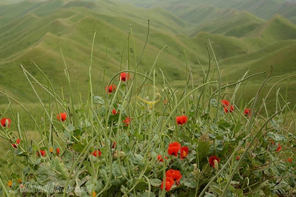 روستای گچی سو بالا کلاله | علاءالدین تراول